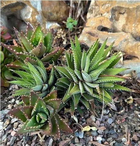 Zebra Plant and Short-leaved Aloe